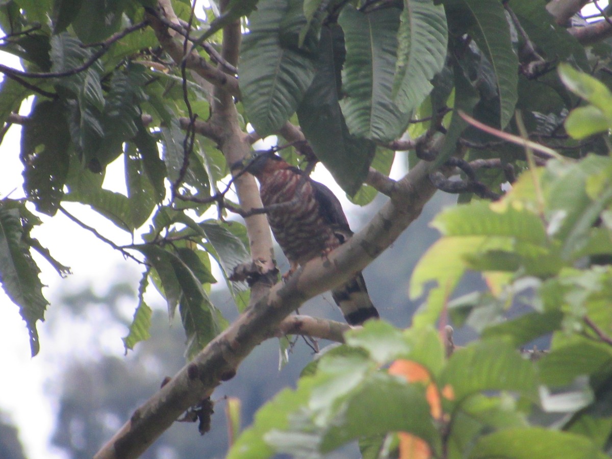 Hook-billed Kite - ML643436212