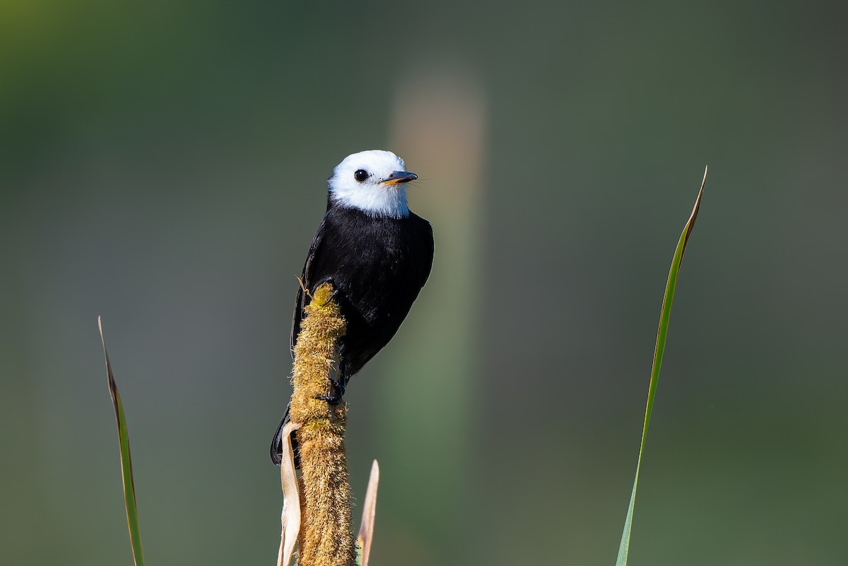 White-headed Marsh Tyrant - ML643436213