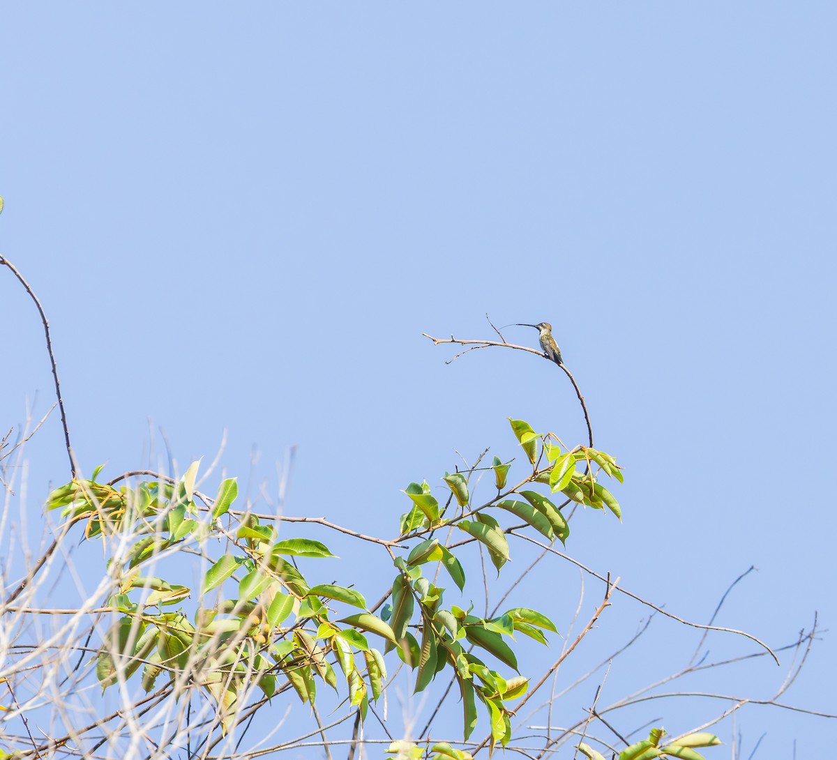 Long-billed Starthroat - ML643436221