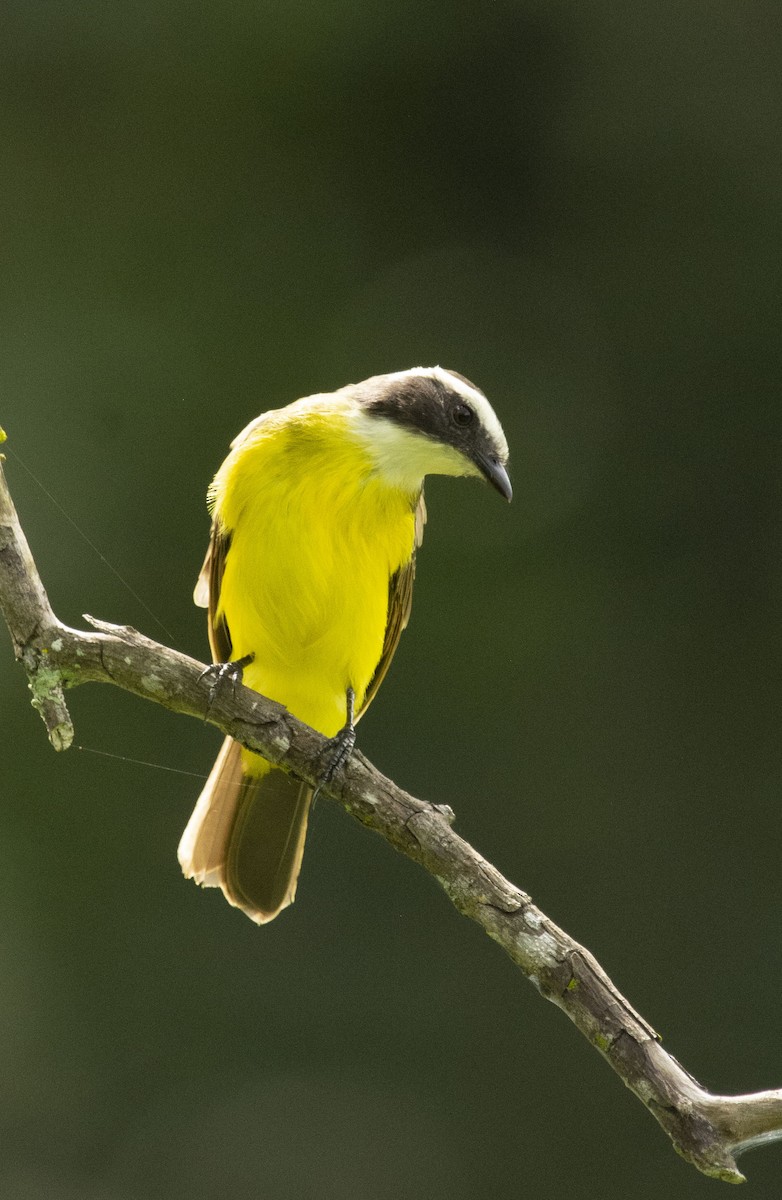 Rusty-margined Flycatcher - ML643436232