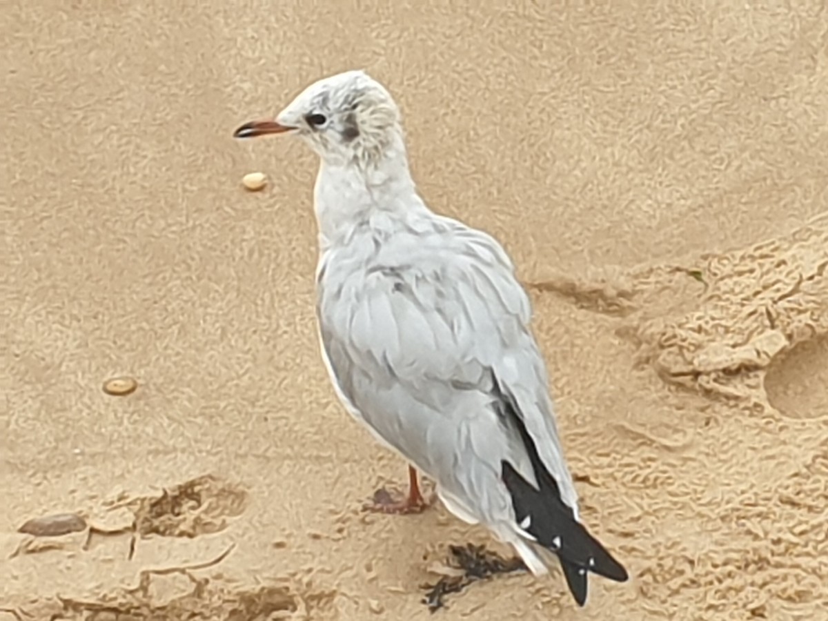 ユリカモメ - ML643436234
