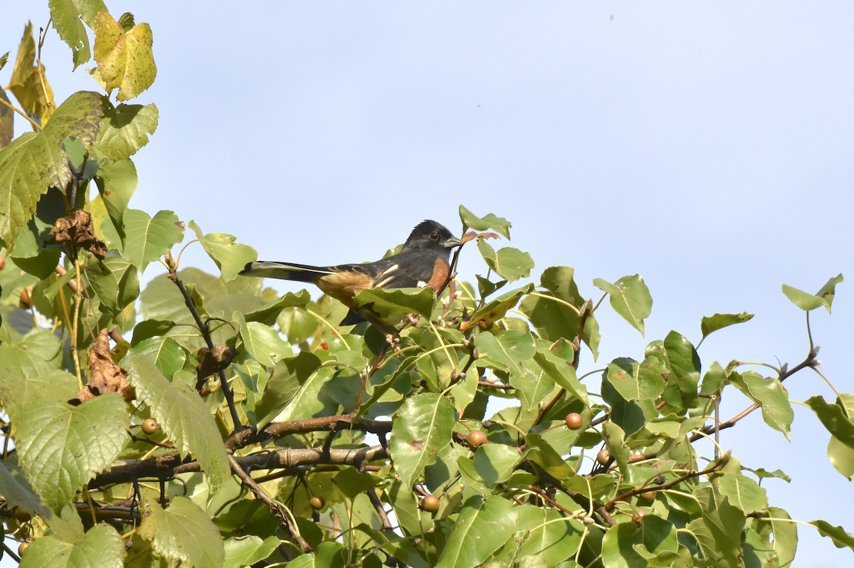 Eastern Towhee - ML643436242
