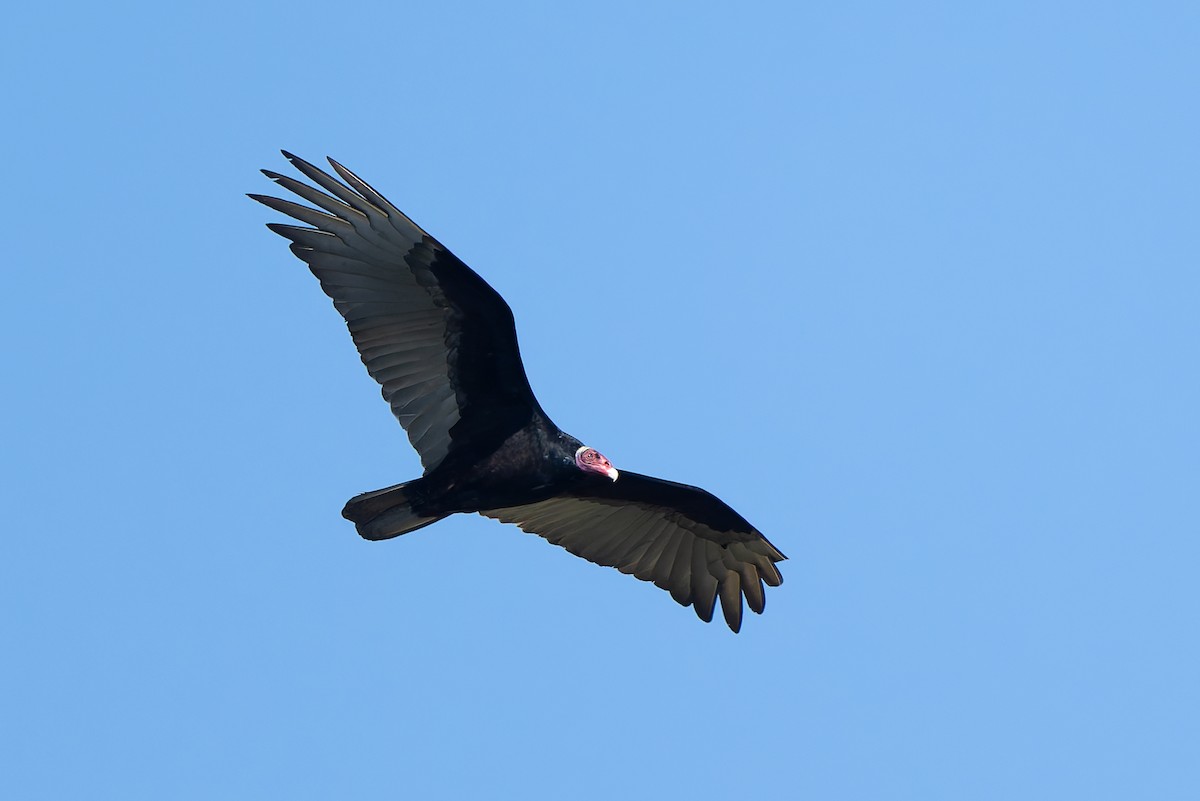 Turkey Vulture - ML643436244