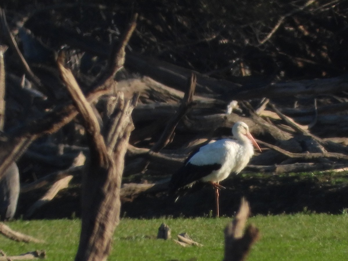White Stork - ML643436245
