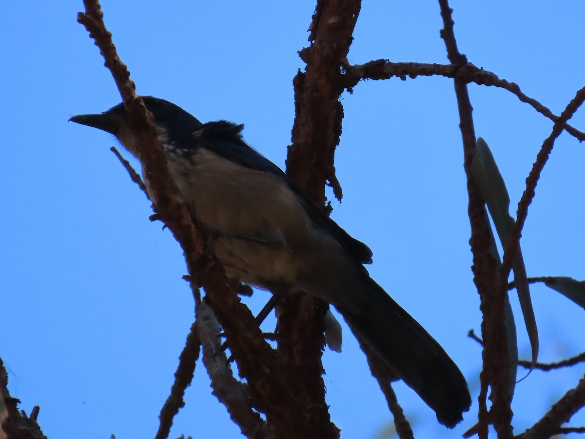 Island Scrub-Jay - ML643436253
