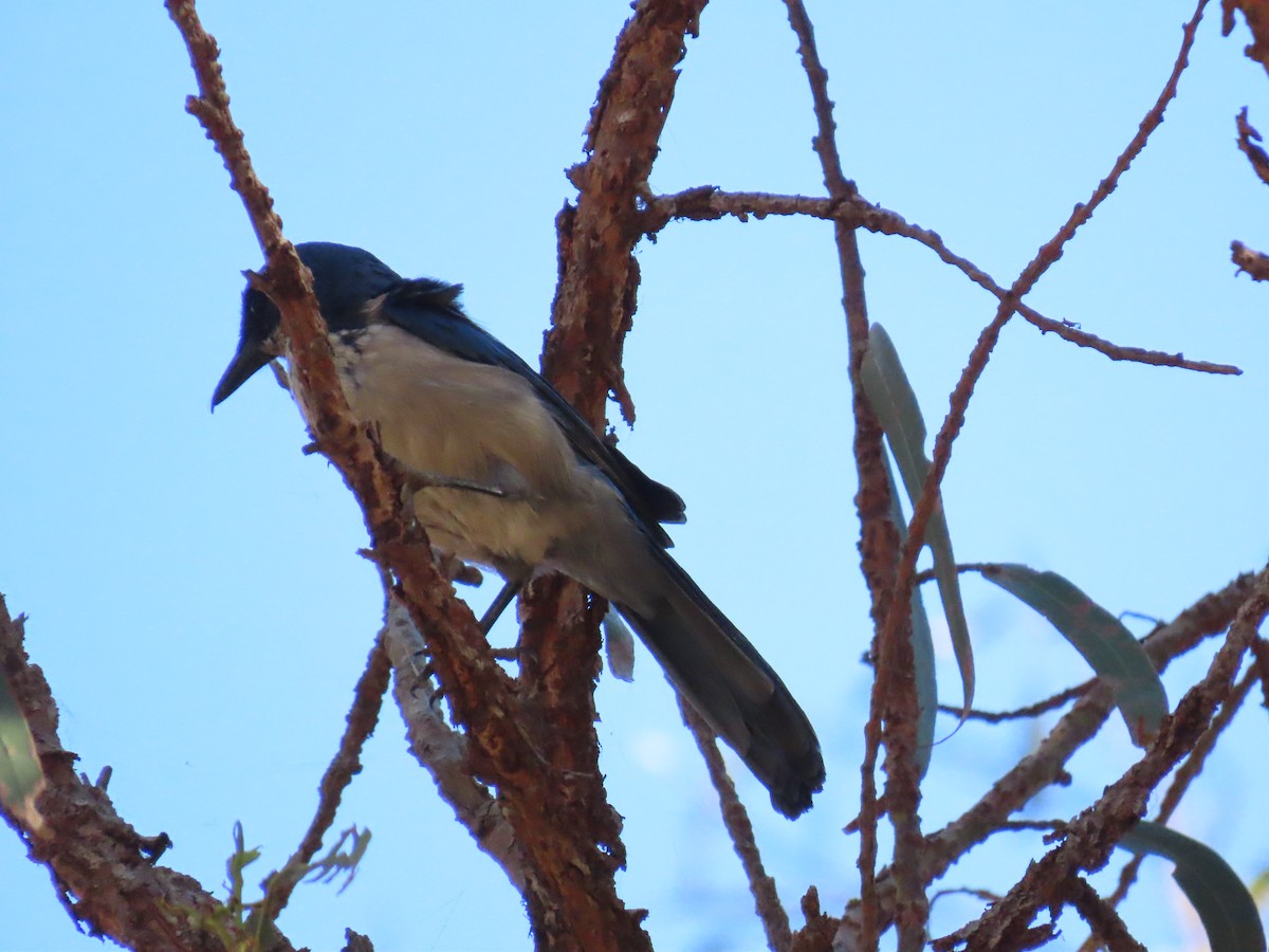 Island Scrub-Jay - ML643436262