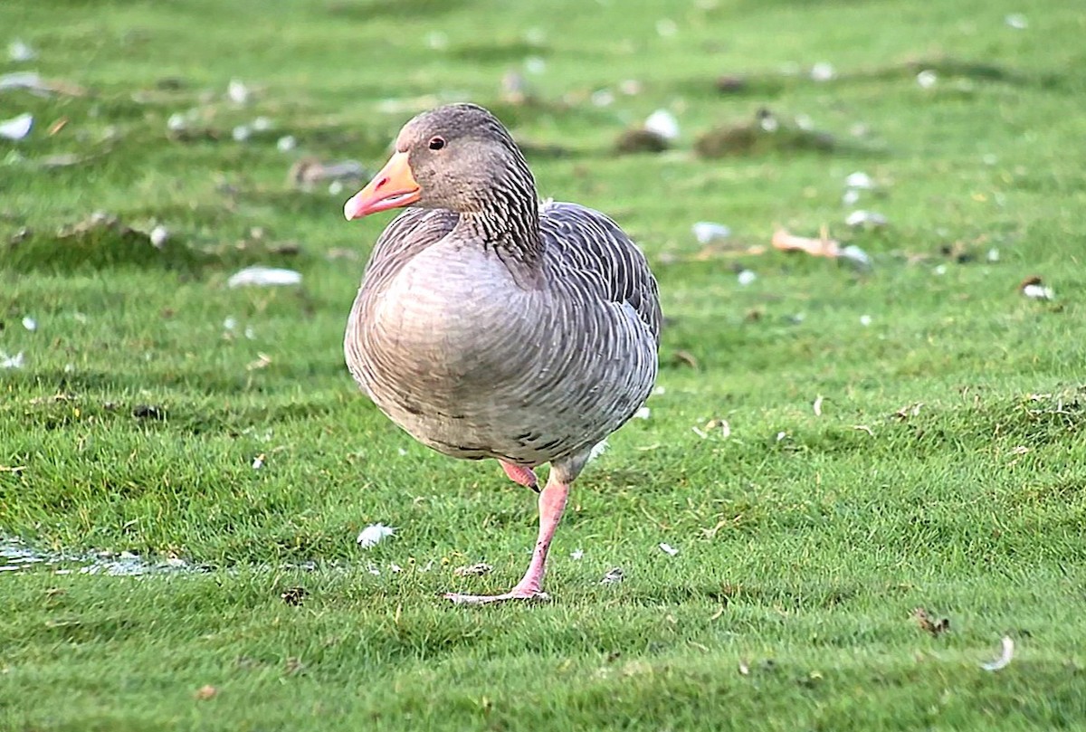 Graylag Goose - ML643436273