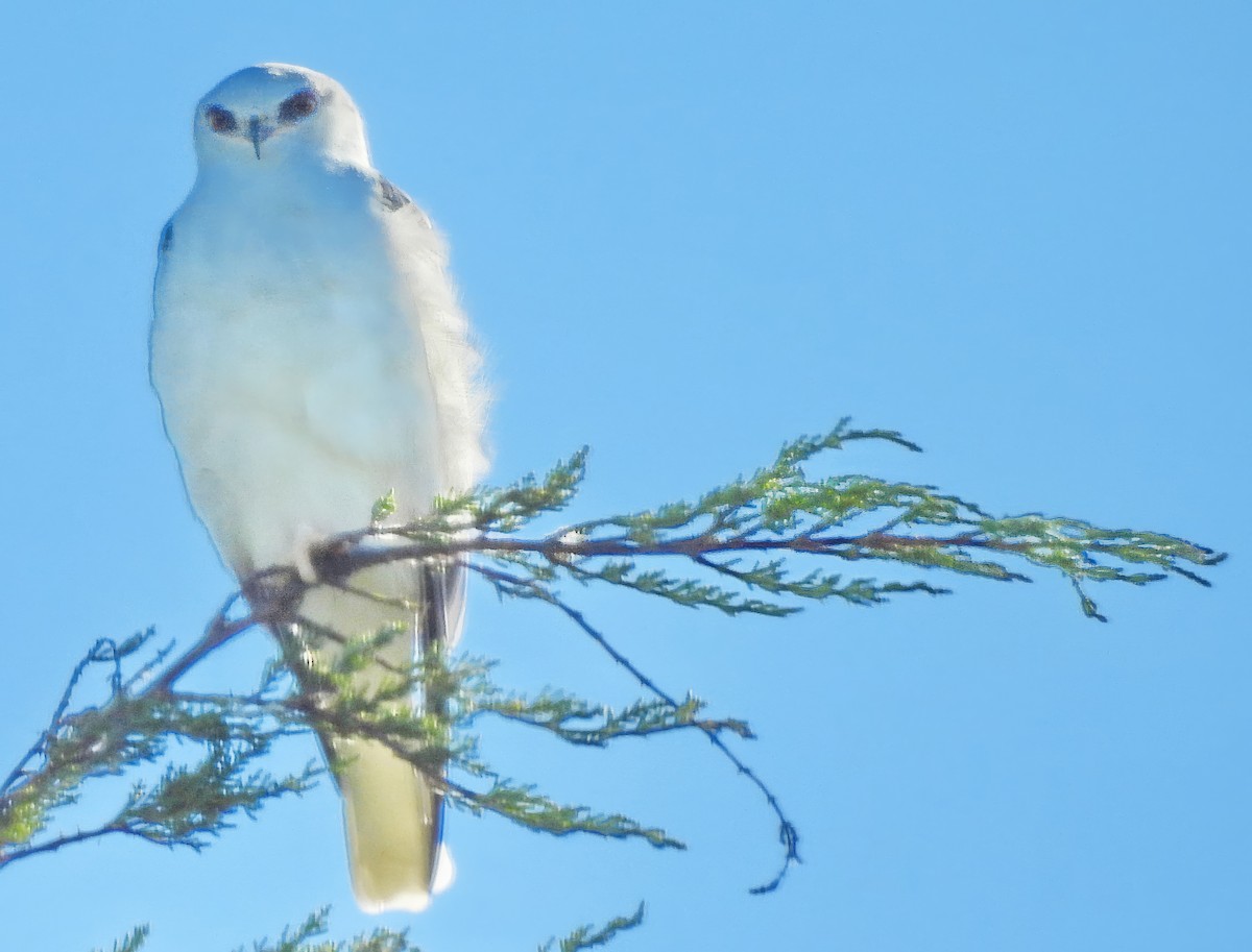 White-tailed Kite - ML643436275
