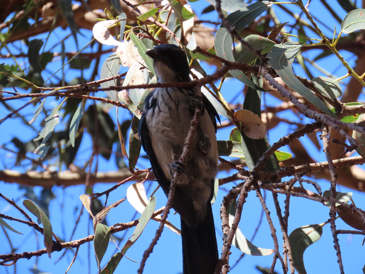 Island Scrub-Jay - ML643436285