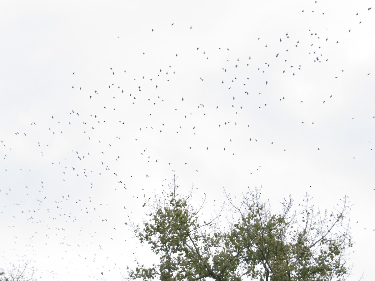 European Starling - ML643436306