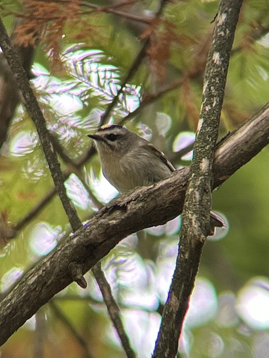 Golden-crowned Kinglet - ML643436315