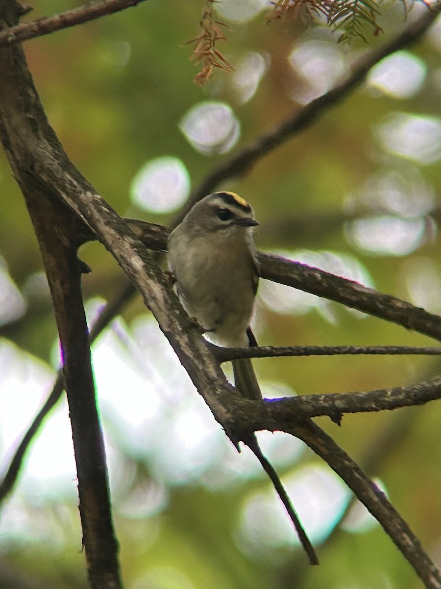 Golden-crowned Kinglet - ML643436316