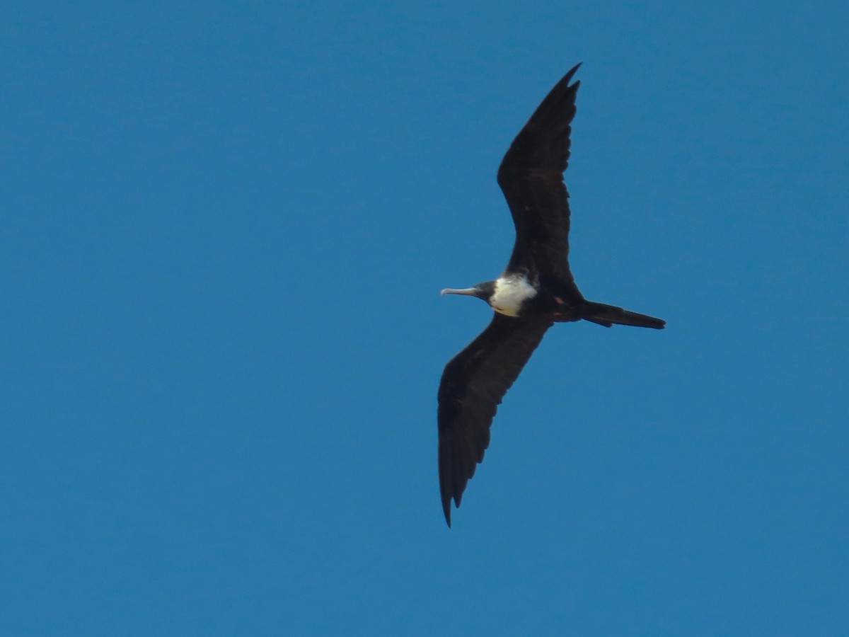 Magnificent Frigatebird - ML643436322