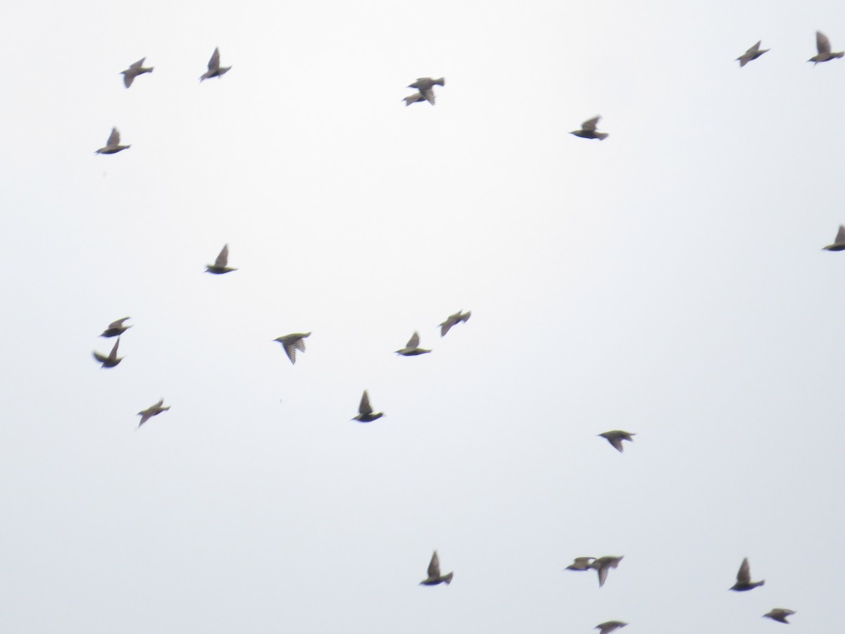 European Starling - ML643436328