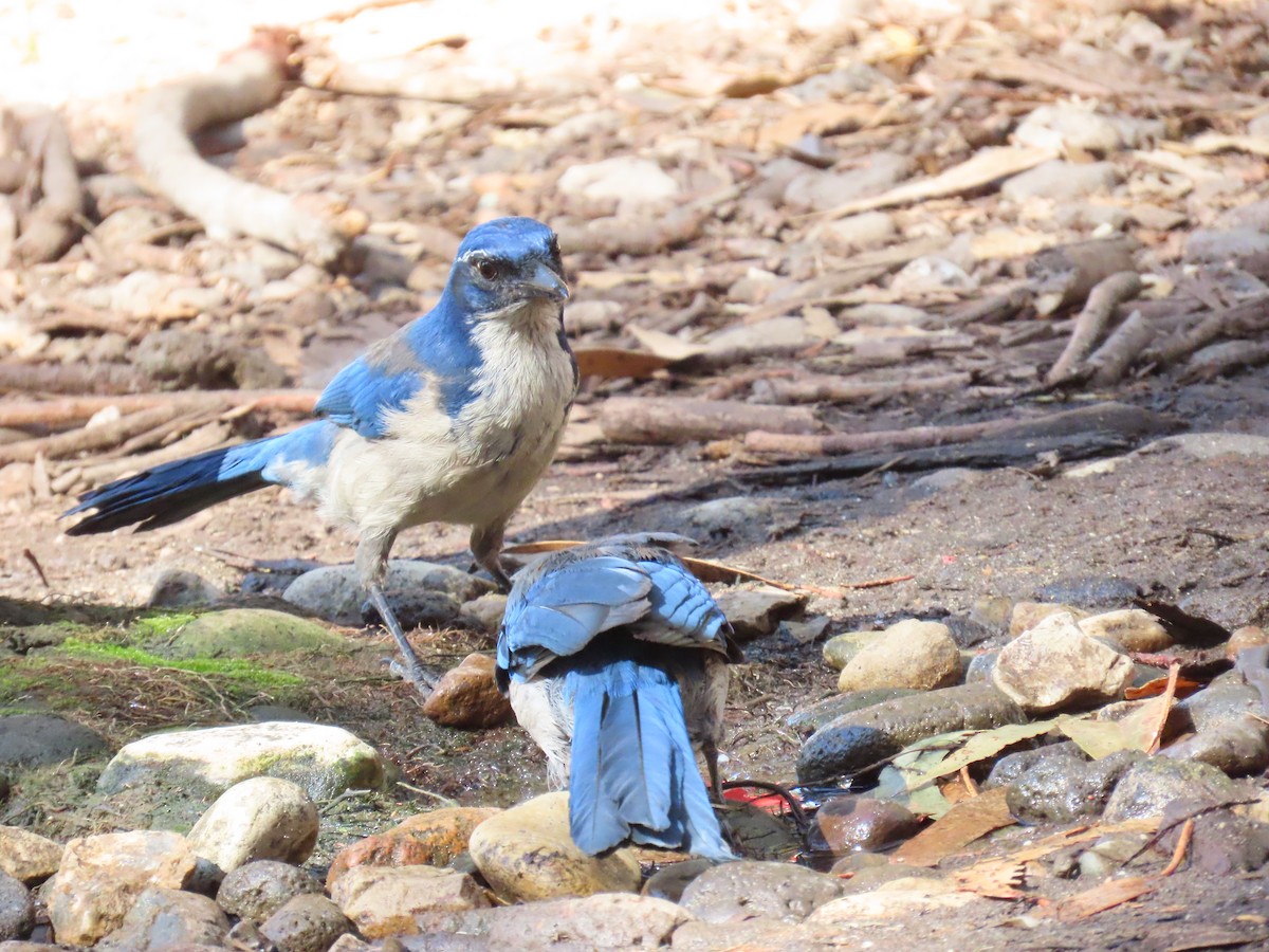 Island Scrub-Jay - ML643436336