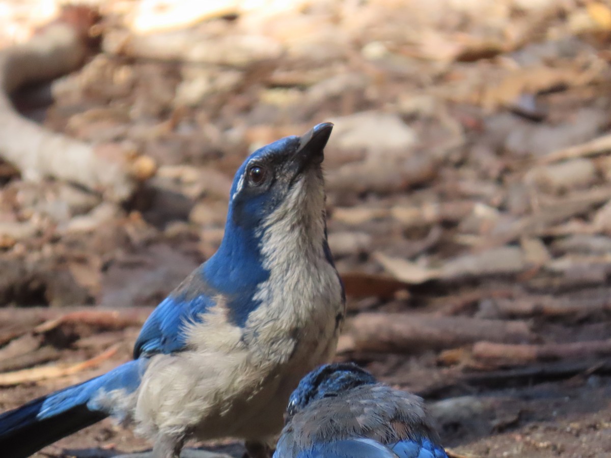 Island Scrub-Jay - ML643436348