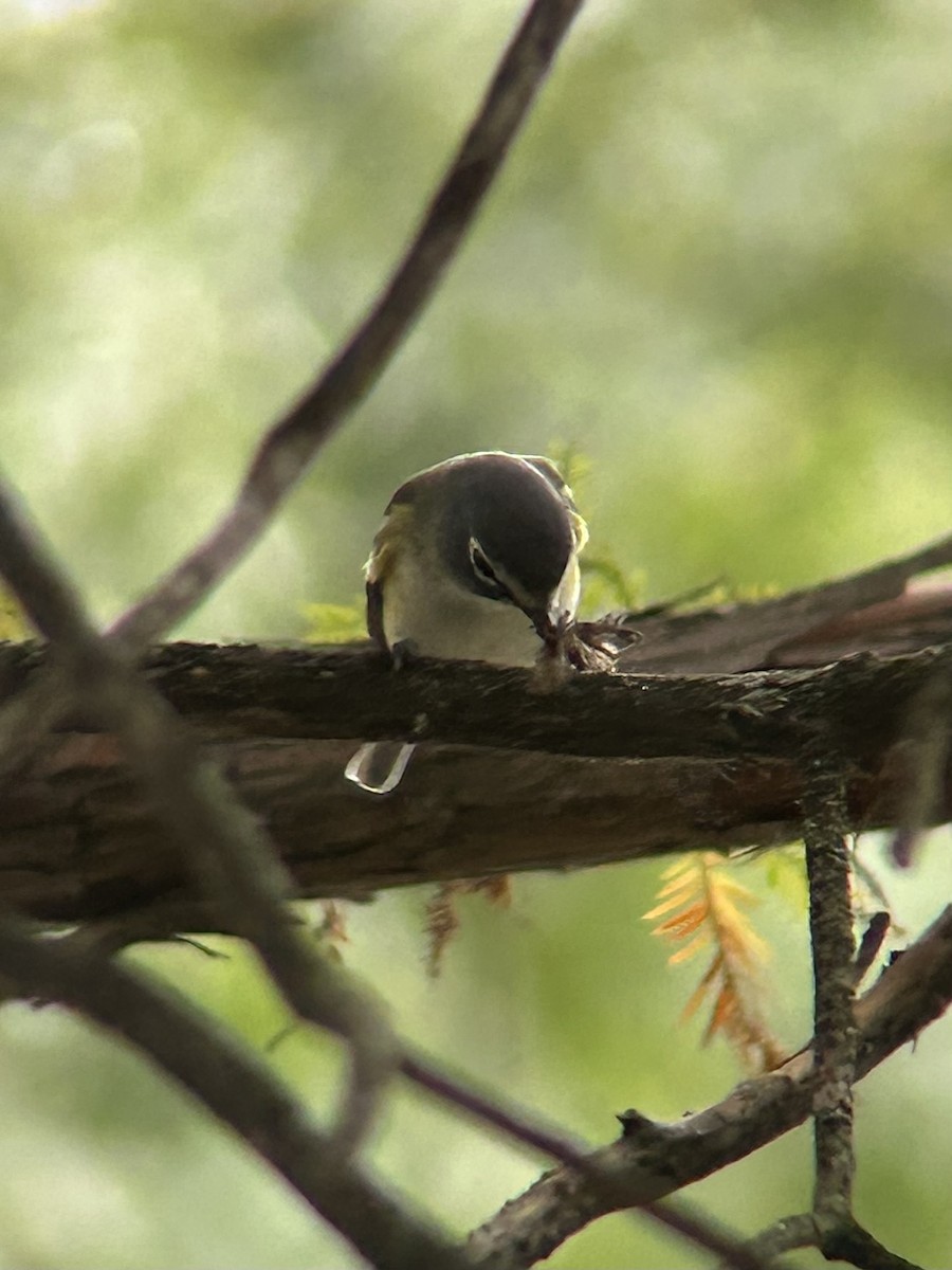 Blue-headed Vireo - ML643436351
