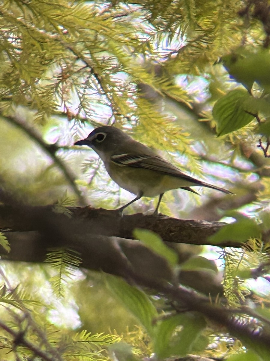 Blue-headed Vireo - ML643436352