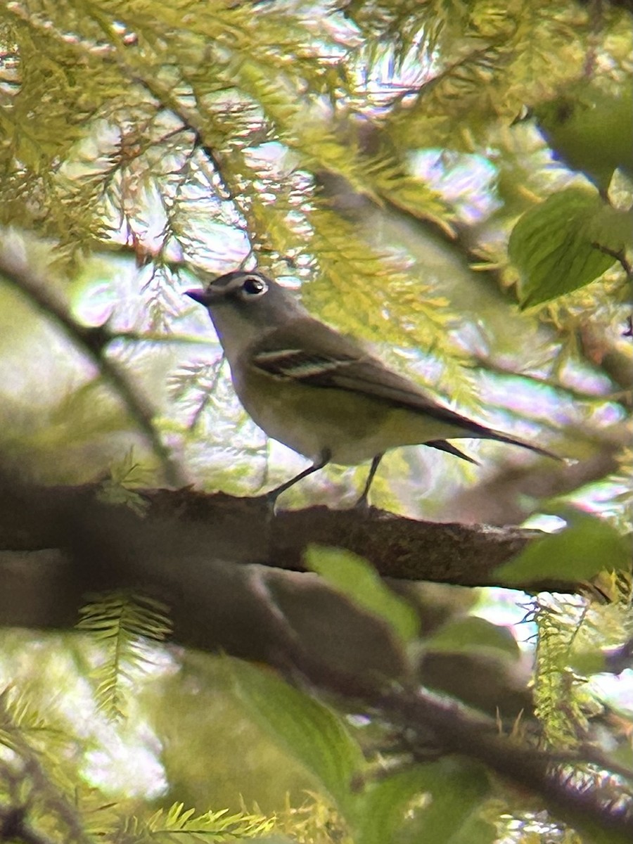 Blue-headed Vireo - ML643436353