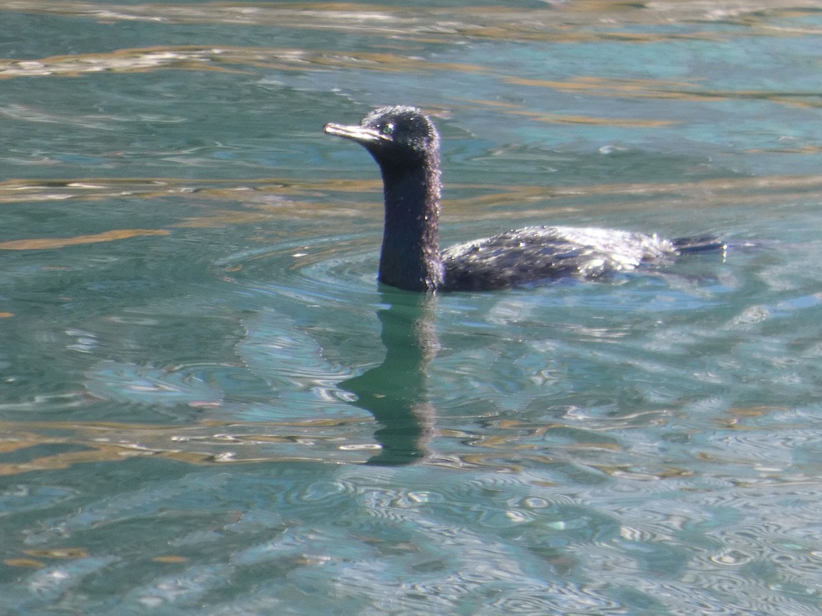 Pelagic Cormorant - ML643436357