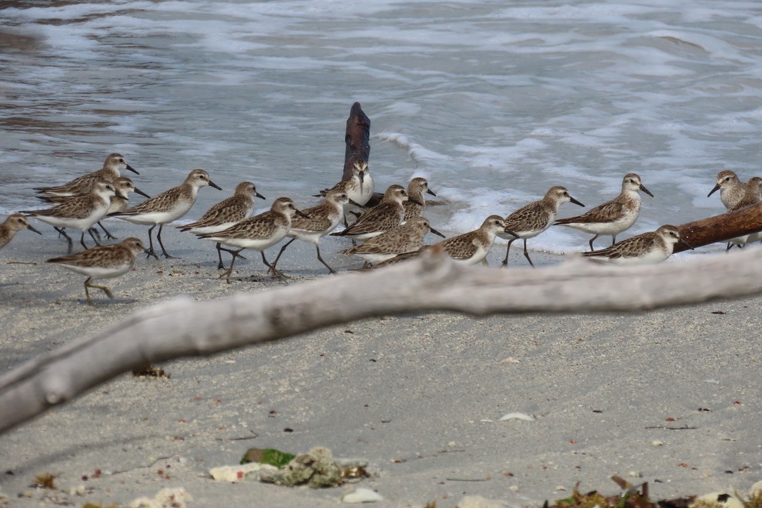 Semipalmated Sandpiper - ML643436361