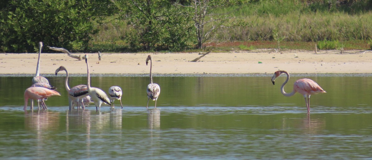 American Flamingo - ML643436371