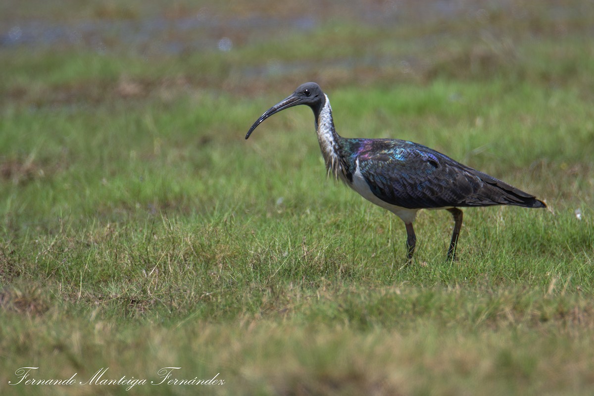 Straw-necked Ibis - ML643436386