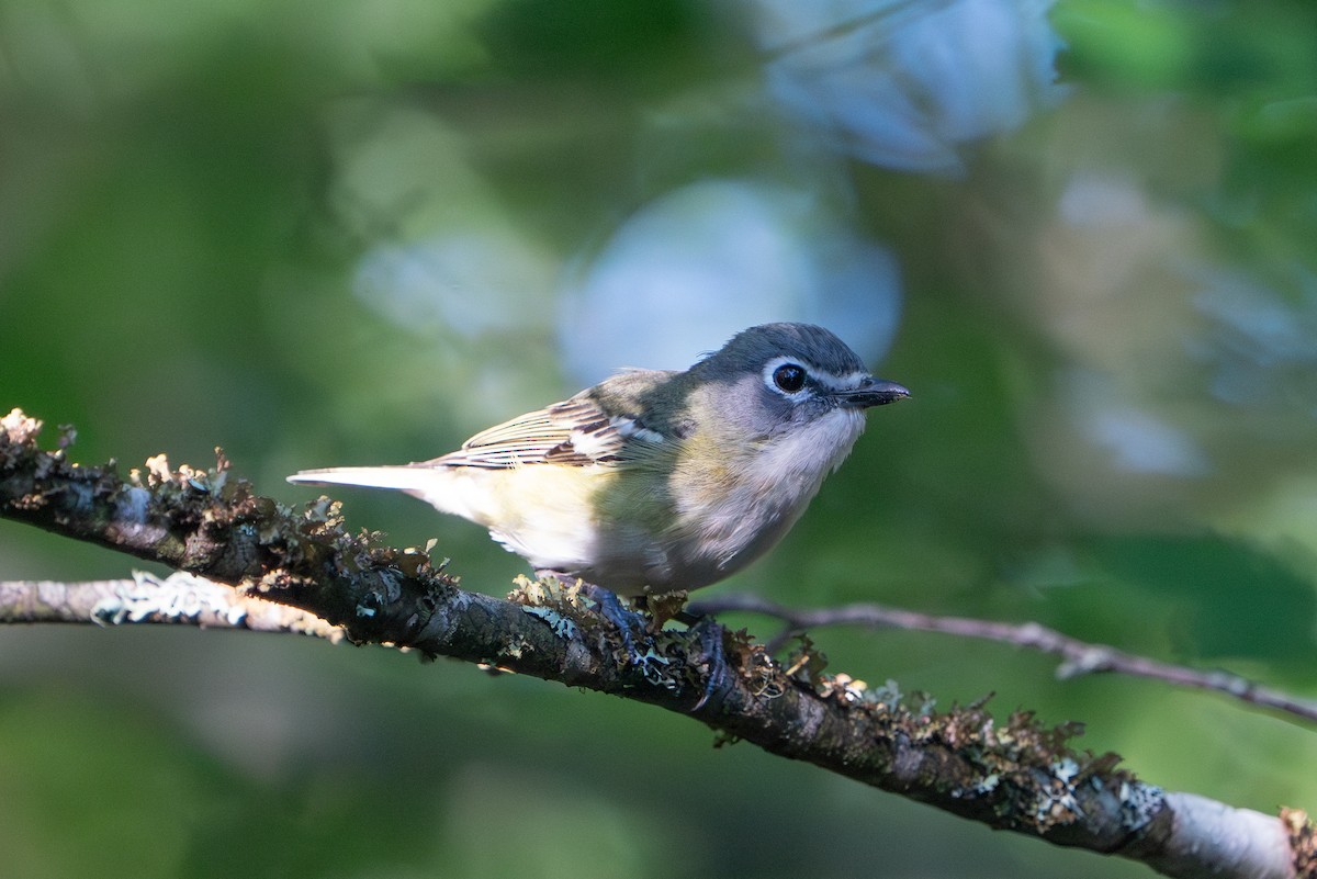 Blue-headed Vireo - ML643436389