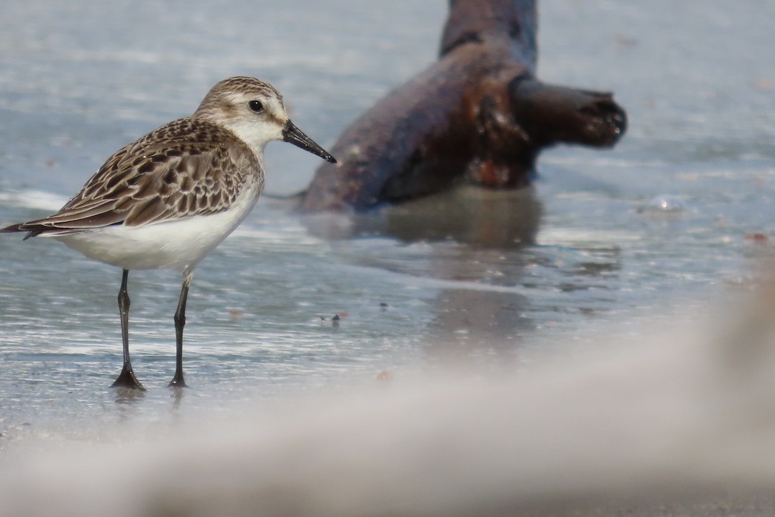 Semipalmated Sandpiper - ML643436392