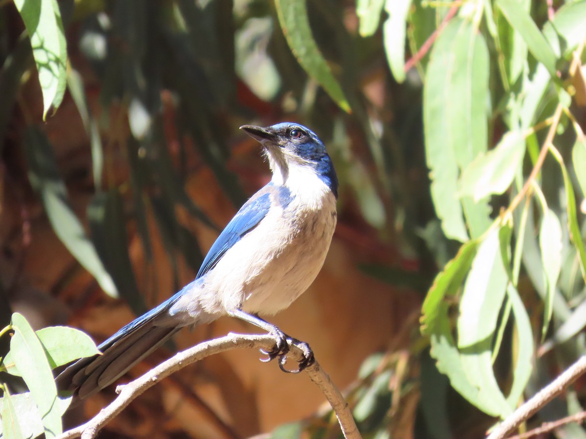 Island Scrub-Jay - ML643436393