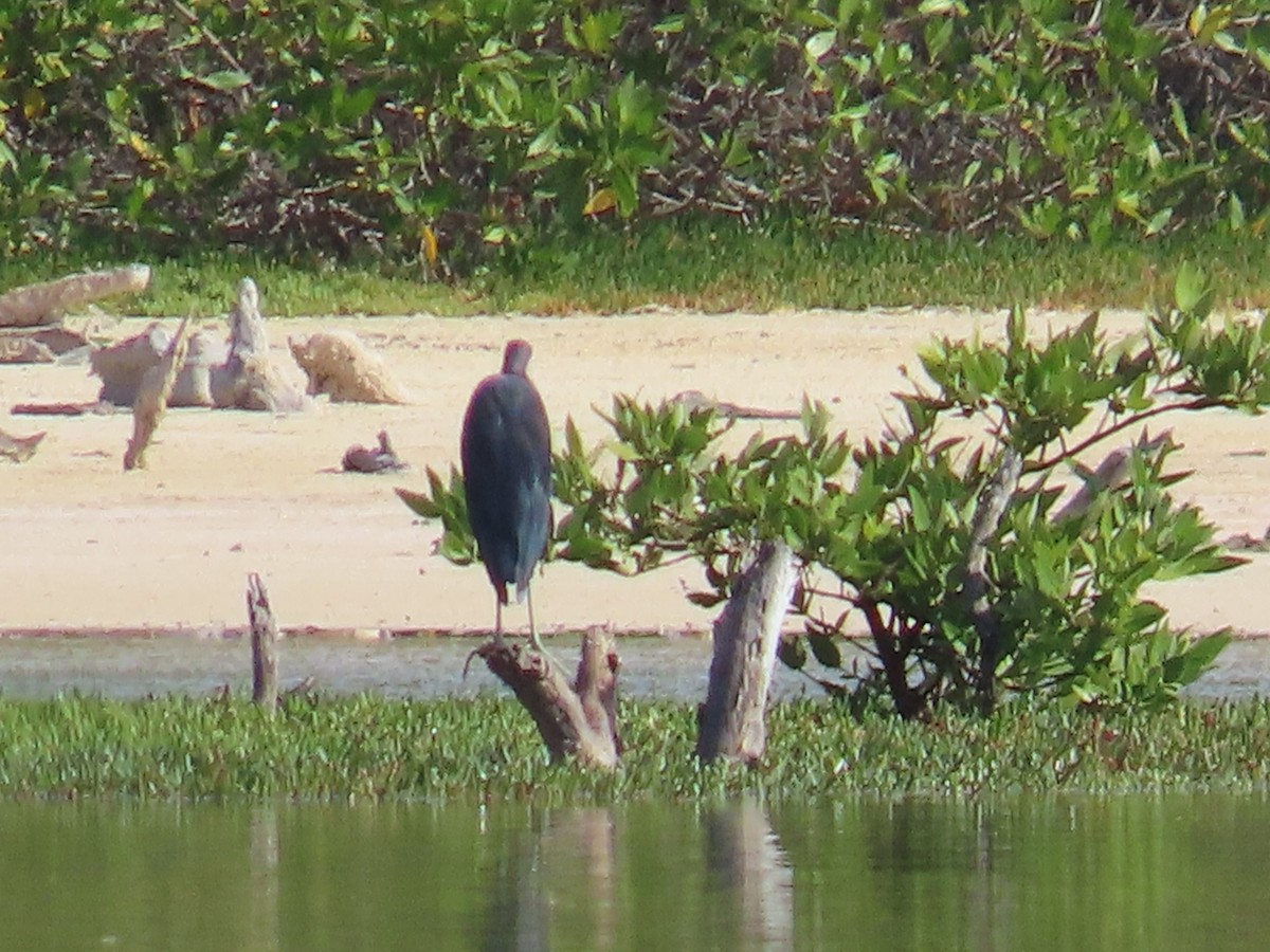 Little Blue Heron - ML643436397