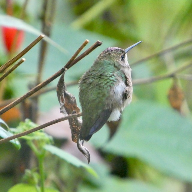 Ruby-throated Hummingbird - ML643436408