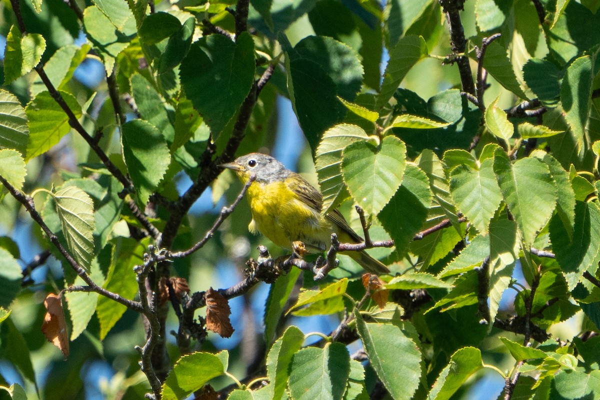 Nashville Warbler - ML643436412