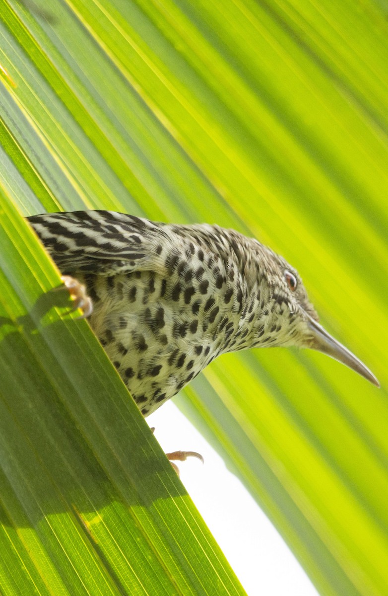 Band-backed Wren - ML643436415