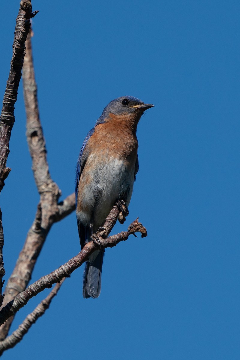 Eastern Bluebird - ML643436416
