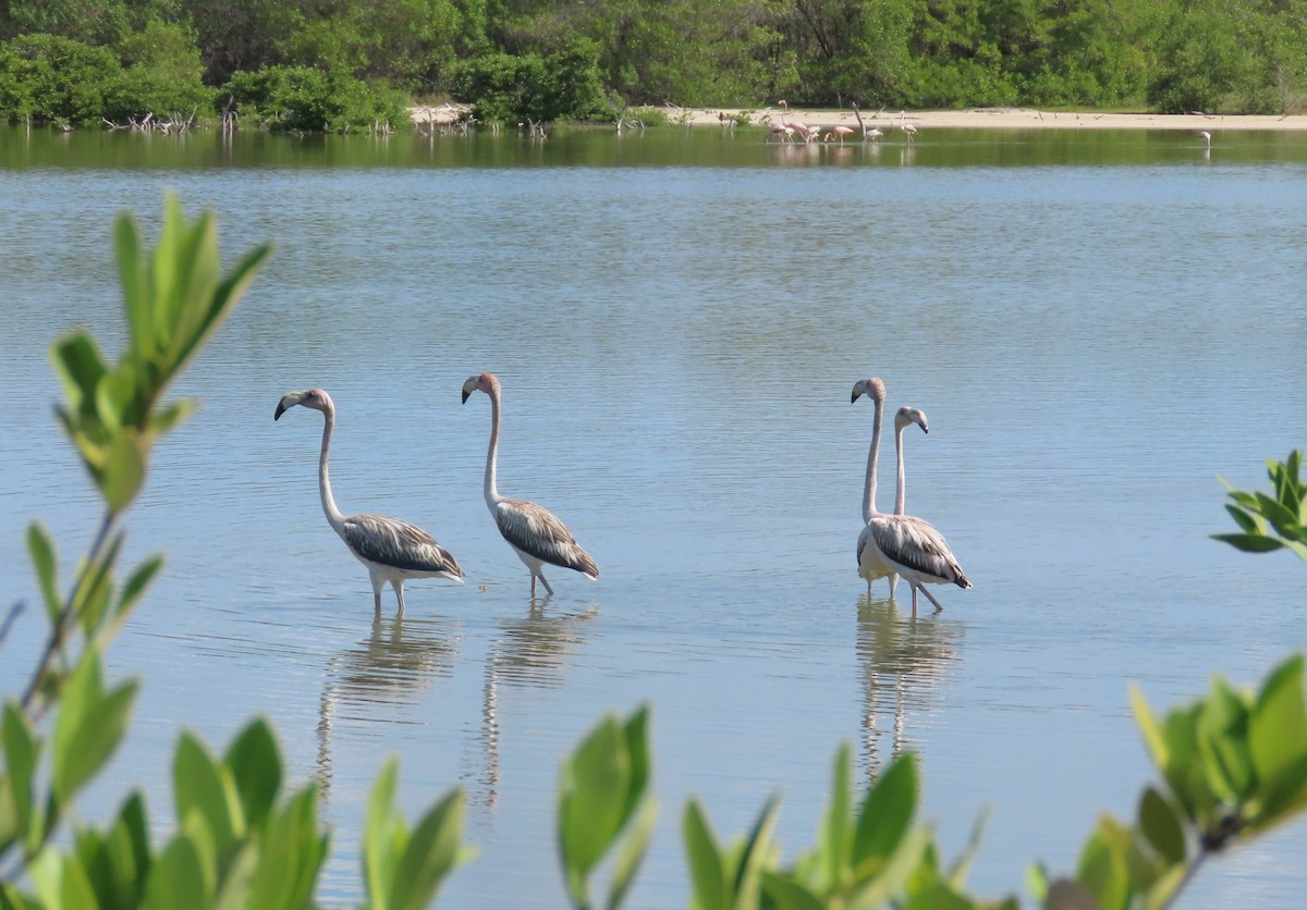 American Flamingo - ML643436451