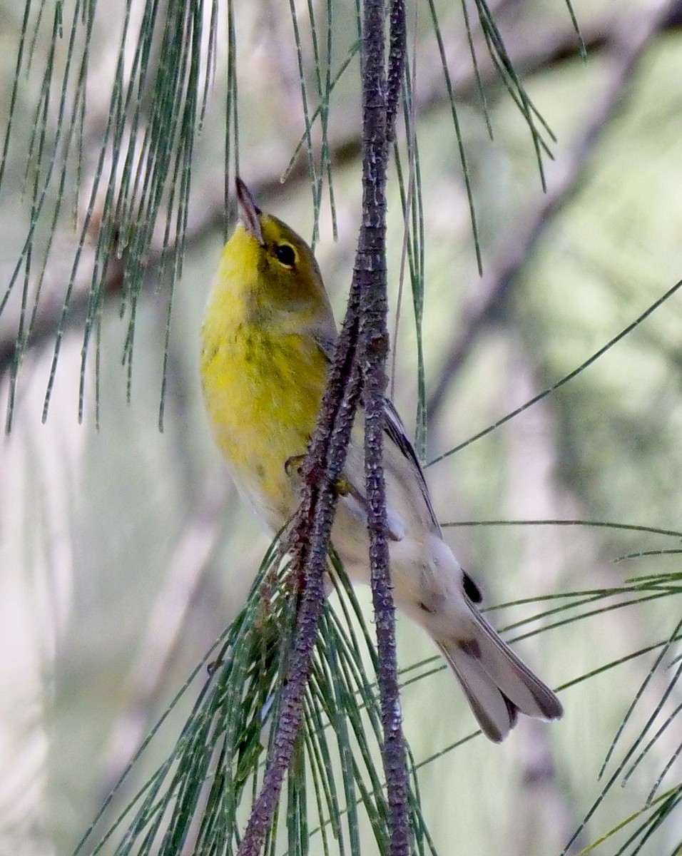 Pine Warbler - ML643436466
