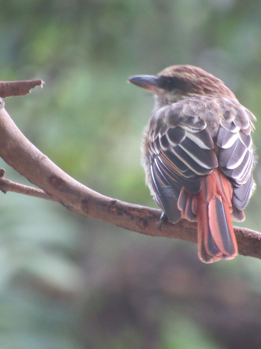 Streaked Flycatcher - ML643436472