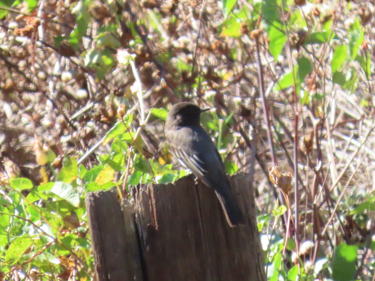 Black Phoebe - ML643436481