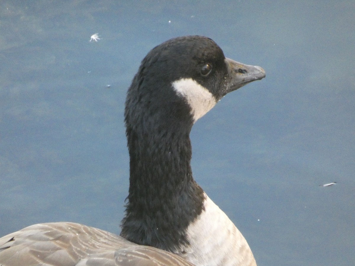 Cackling Goose - ML643436486