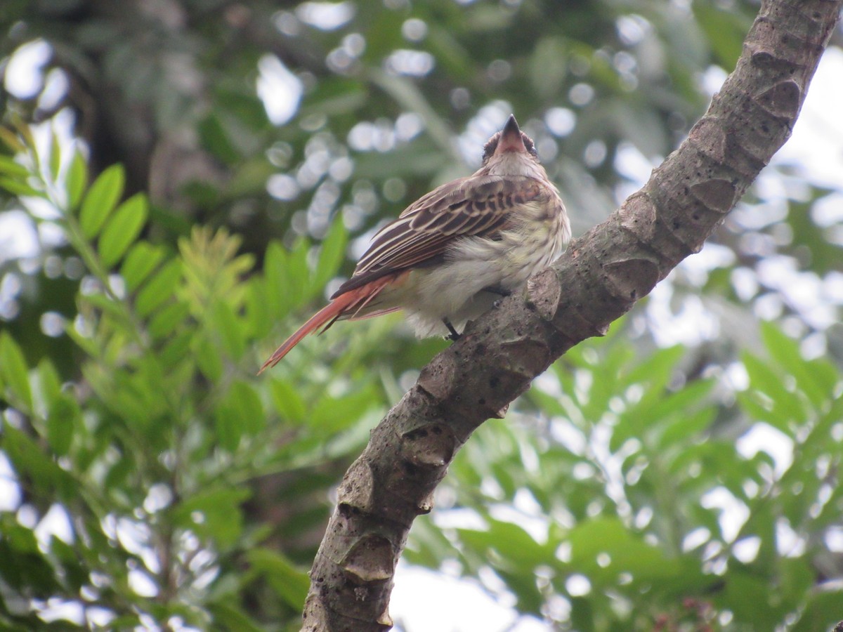 Streaked Flycatcher - ML643436491
