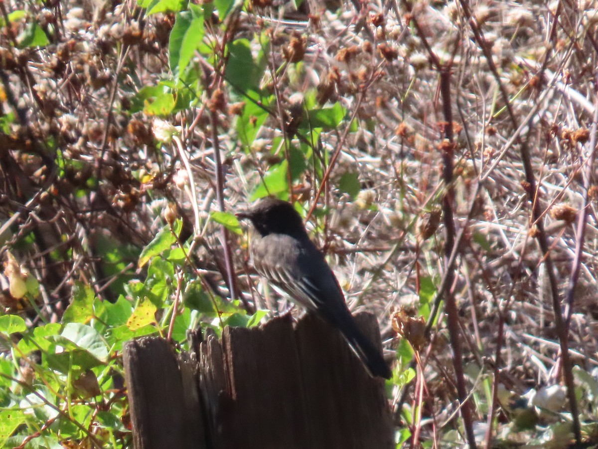 Black Phoebe - ML643436495