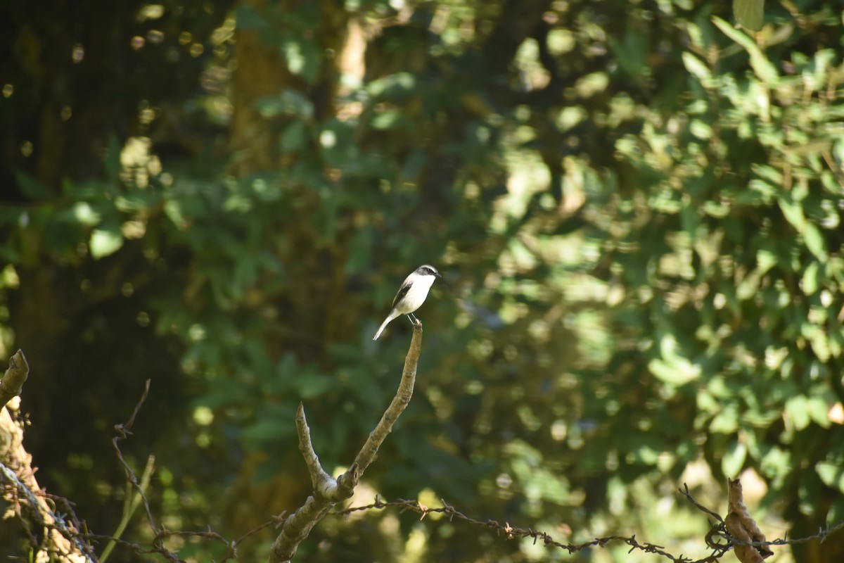 Gray Bushchat - ML643436501