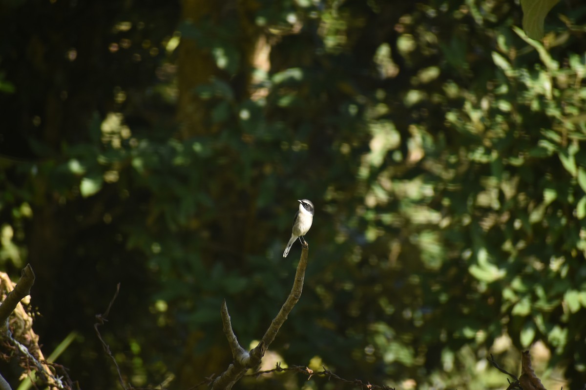 Gray Bushchat - ML643436502