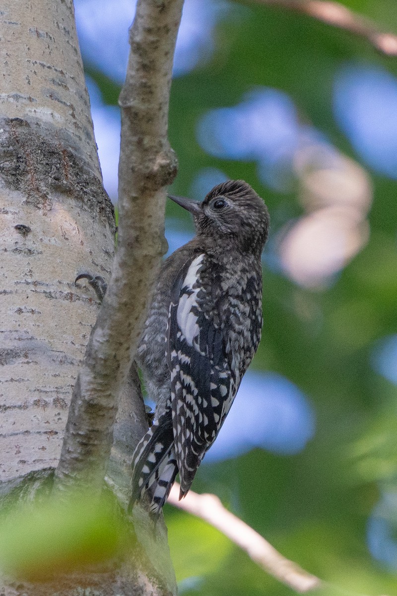 Yellow-bellied Sapsucker - ML643436512