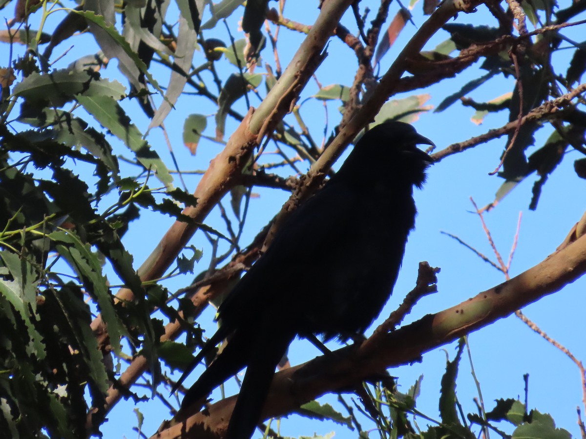 American Crow - ML643436527