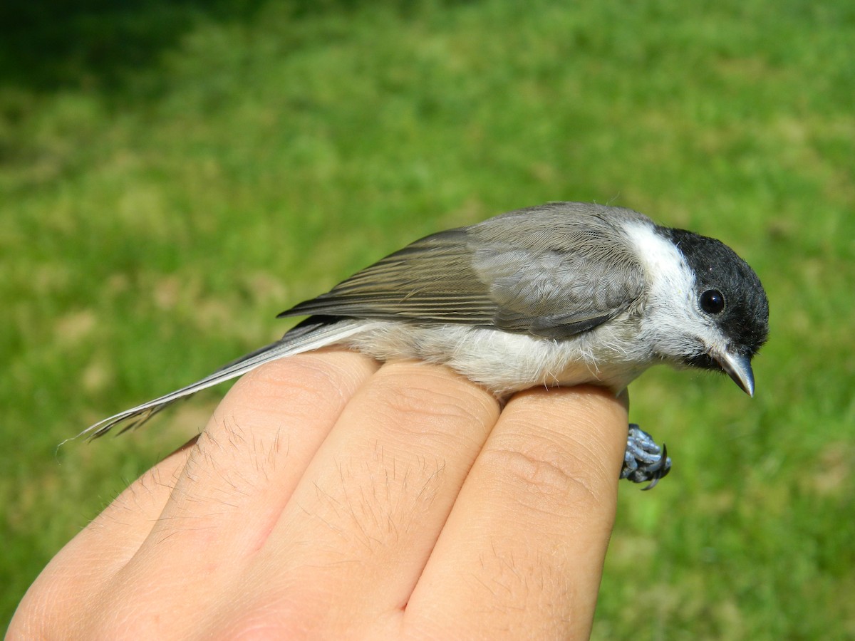 Kaskabeltz txikia - ML643436529