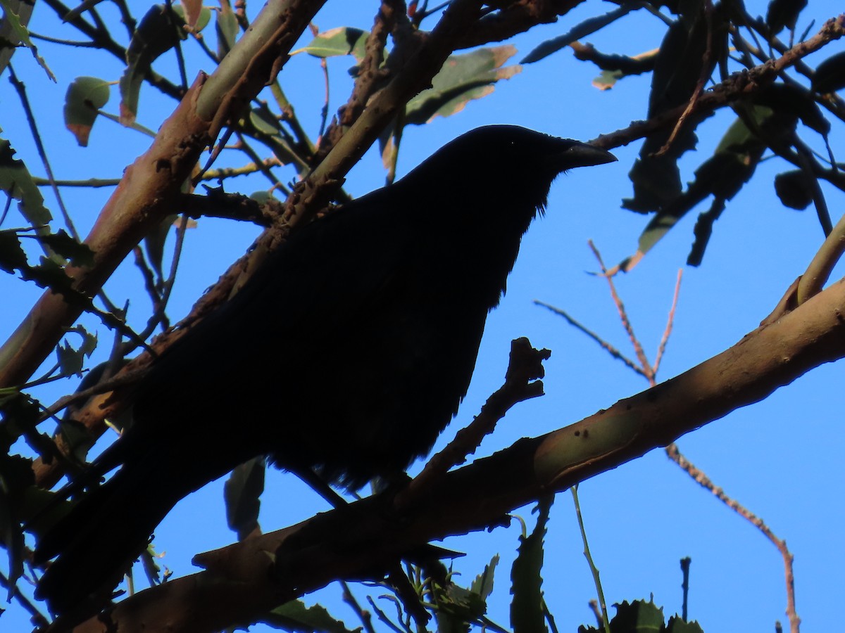 American Crow - ML643436537