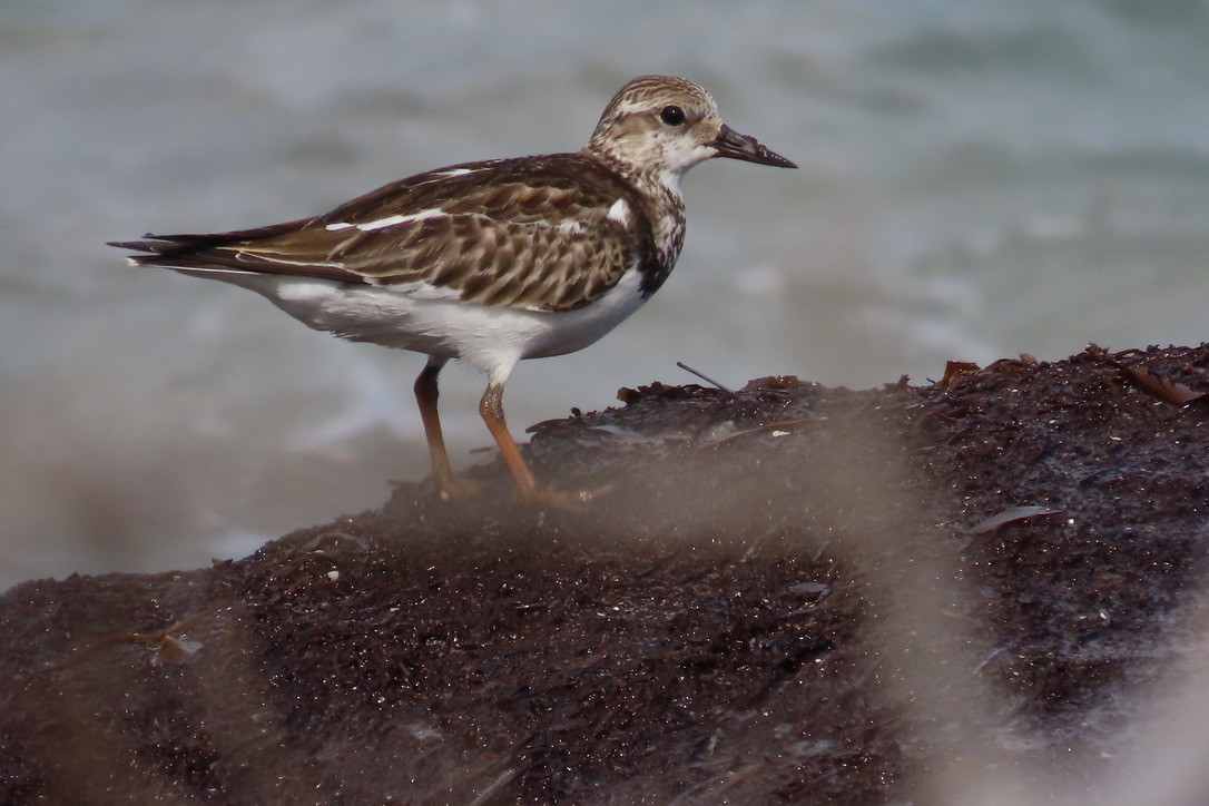 Ruddy Turnstone - ML643436539