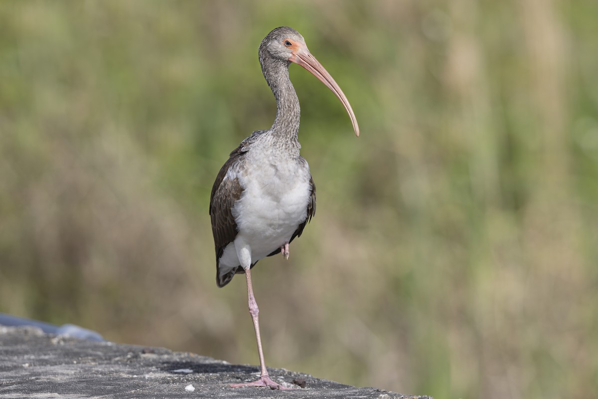 Ibis blanc - ML643436542